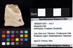 Foto (Objket + Etiketten) von Decapoda indet. 